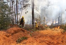 Declaración Pública de la Sociedad Nacional Forestal ante incendios forestales