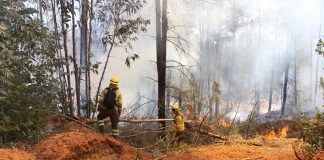 Declaración Pública de la Sociedad Nacional Forestal ante incendios forestales