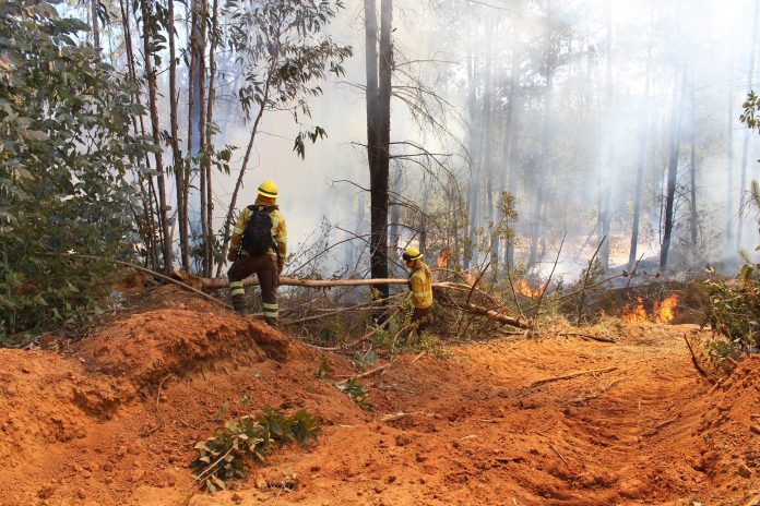 Declaración Pública de la Sociedad Nacional Forestal ante incendios forestales