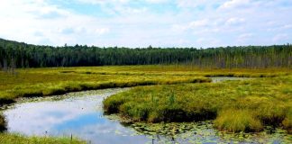 CONAF celebra Día Internacional de los Humedales promoviendo actividades y compromisos con su protección