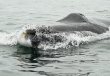 Día Mundial de las Ballenas CMP, Puerto Cruz Grande y Acústica Marina junto a la comunidad de La Higuera, lideran proyecto para la protección del ecosistema marino