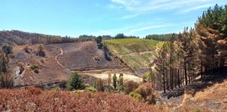 Economía avanza en catastro de sectores productivos afectados por incendios forestales