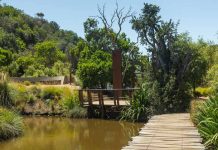 En la comuna de Santo Domingo, Región de Valparaíso: La increíble historia del centenario boldo que revivió en el Humedal Giverny de Parque Tricao