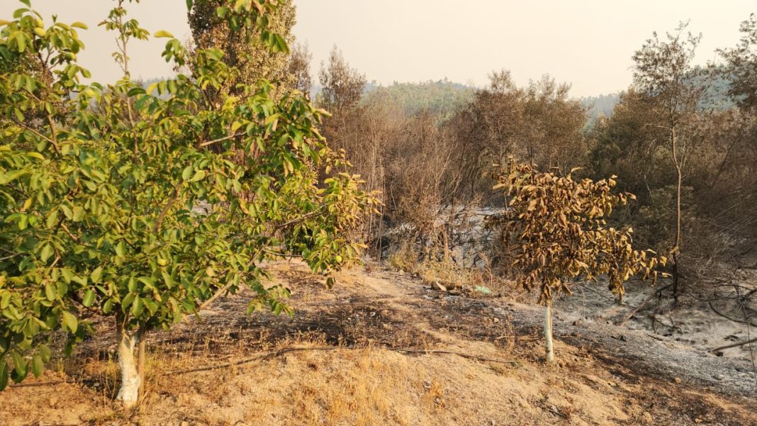 Entre seis y diez años para recuperar suelos productivos, y abandono de zonas frutícolas por los incendios “No nos olvidemos del mundo rural”, pide Fedefruta