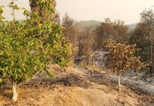 Entre seis y diez años para recuperar suelos productivos, y abandono de zonas frutícolas por los incendios “No nos olvidemos del mundo rural”, pide Fedefruta