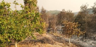 Entre seis y diez años para recuperar suelos productivos, y abandono de zonas frutícolas por los incendios “No nos olvidemos del mundo rural”, pide Fedefruta