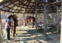 Establecerán dos puestos de campaña para atención de animales afectados por incendios forestales en Biobío