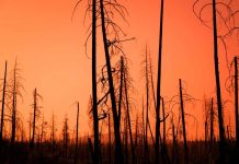 FIRE-RES: científicos chilenos son parte de importante proyecto internacional para enfrentar incendios forestales