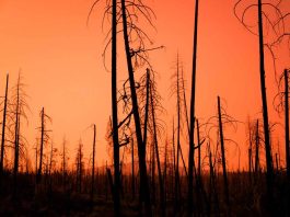 FIRE-RES: científicos chilenos son parte de importante proyecto internacional para enfrentar incendios forestales