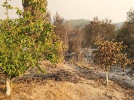 Familias de temporeros, pequeños agricultores, y fruticultores de “zonas cero” son los principales damnificados por la catástrofe