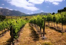 Grupo partner lanza programa “el camino del agua” para restaurar el equilibrio hídrico de los viñedos nacionales con una mejora sustancial en la calidad de la uva