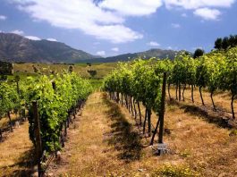 Grupo partner lanza programa “el camino del agua” para restaurar el equilibrio hídrico de los viñedos nacionales con una mejora sustancial en la calidad de la uva