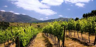 Grupo partner lanza programa “el camino del agua” para restaurar el equilibrio hídrico de los viñedos nacionales con una mejora sustancial en la calidad de la uva