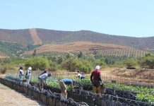 Hoja de ruta 2026 para una fruticultura más sustentable