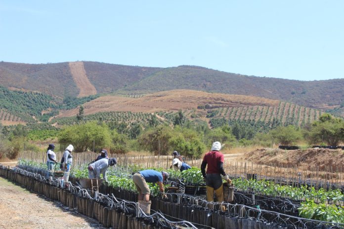Hoja de ruta 2026 para una fruticultura más sustentable