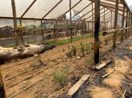 INDAP hace un llamado para que agricultores con seguros agropecuarios, afectados por los incendios, hagan los denuncios