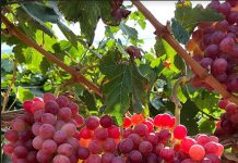 INIA-G3 la uva cuyo sabor con notas moscatel pretende conquistar paladares exigentes