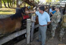 Ministerio de Agricultura destinará $3.400 millones más para alimentación animal en zonas afectadas por incendios forestales