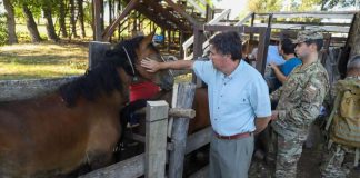 Ministerio de Agricultura destinará $3.400 millones más para alimentación animal en zonas afectadas por incendios forestales