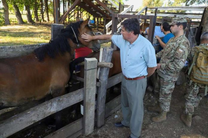 Ministerio de Agricultura destinará $3.400 millones más para alimentación animal en zonas afectadas por incendios forestales