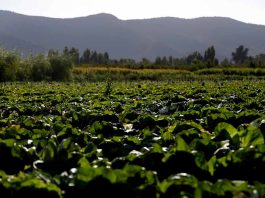 Ministerio de Agricultura reporta 3.507 hectáreas de cultivos afectados por los incendios forestales en regiones del centro sur 