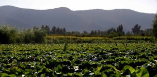 Ministerio de Agricultura reporta 3.507 hectáreas de cultivos afectados por los incendios forestales en regiones del centro sur 