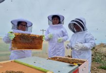 Mujeres lideran proyecto de apicultura