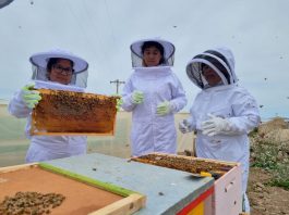 Mujeres lideran proyecto de apicultura