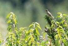 Pionero monitoreo de fauna con ADN permite identificar 13 nuevas especies en Los Lagos