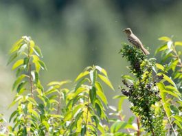 Pionero monitoreo de fauna con ADN permite identificar 13 nuevas especies en Los Lagos