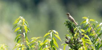 Pionero monitoreo de fauna con ADN permite identificar 13 nuevas especies en Los Lagos