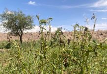 Ruta de ayuda realizan los Servicios del Agro por las localidades de Socaire y Talabre