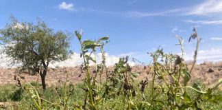 Ruta de ayuda realizan los Servicios del Agro por las localidades de Socaire y Talabre