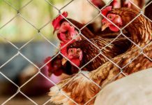 SAG controla caso de influenza aviar en aves de traspatio no comercial en la Región de Atacama