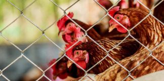 SAG controla caso de influenza aviar en aves de traspatio no comercial en la Región de Atacama