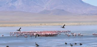 Salar del Huasco obtiene categoría de parque nacional