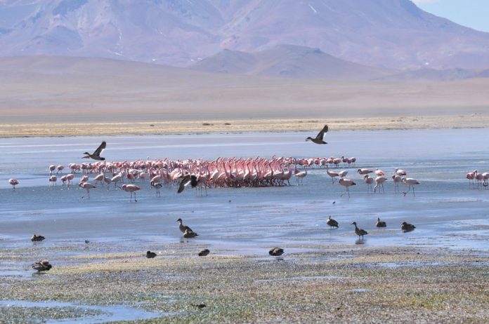 Salar del Huasco obtiene categoría de parque nacional