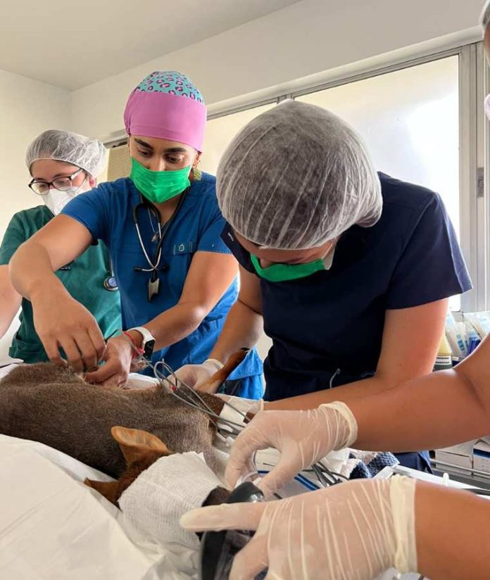 Veterinarios UdeC hacen llamado a la comunidad para que colaboren en el cuidado de los animales silvestres afectados por los incendios