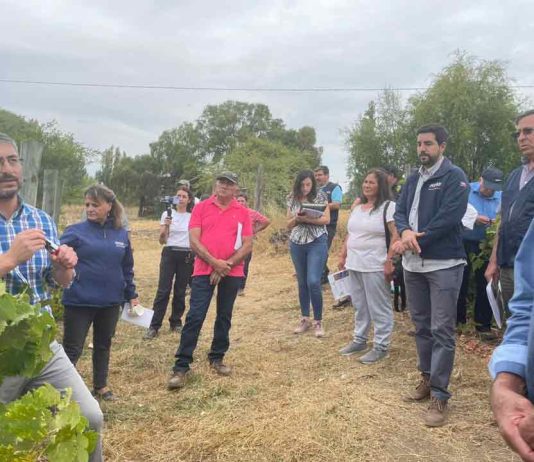 400 prequeños viñateros de Itata afectados por incendios forestales comenzaron a recibir asesoría especializada en INDAP