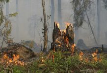 Agronomía UdeC abordará en seminario las herramientas de manejo técnico de agroecosistemas afectados por incendios