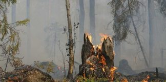 Agronomía UdeC abordará en seminario las herramientas de manejo técnico de agroecosistemas afectados por incendios