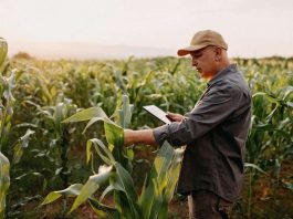 Anunciamos Microsoft Azure Data Manager for Agriculture: innovación acelerada en toda la cadena de valor agrícola