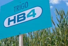 Brasil aprueba cultivo y comercialización de trigo transgénico tolerante a la sequía