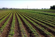 CNR anuncia concurso de tecnificación para comunidades y productores agrícolas del Norte Chico