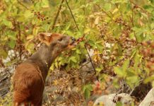 Centro de Rehabilitación de Fauna Silvestre de la UdeC da de alta a primera pareja de pudúes y aves que se vieron afectos por incendios forestales