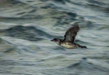 Después de 40 años vuelve a nacer un yunco en isla Chañaral