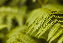Bosque esclerófilo de Parque Tricao: una rareza sureña en el centro de Chile