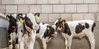 En Expo Ferosor 2023: MSD Salud Animal presentará innovador aditivo alimentario para controlar diarreas en terneros