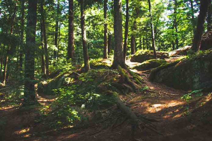 Epson y WWF crean una asociación de 3 años para la recuperación y restauración de bosques en todo el mundo