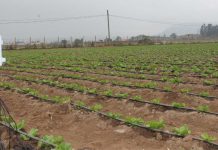 Expertos de INIA concuerdan que el aumento en la eficiencia en el uso del agua es el camino para enfrentar las limitantes en recursos hídricos